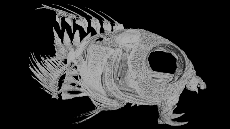 Micro CT scan of a fangblenny (Casewell et al)